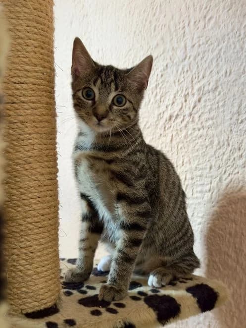 Hanti & Helios, gestromt & getigert Geboren: 09.06.2026 Verträglich mit: Artgenossen Das Bruderpärchen kam gemeinsam male puppy European Shorthair for adoption at Tierschutzverein 7 Gebirge e.V. — Orscheider Hof