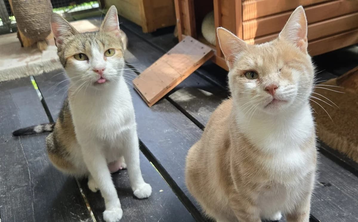 Helia & Samiya, creme rot weiß & tricolor Alter: 2-3 Jahre Verträglich mit: Artgenossen female 3yo European Shorthair for adoption at Tierschutzverein 7 Gebirge e.V. — Orscheider Hof