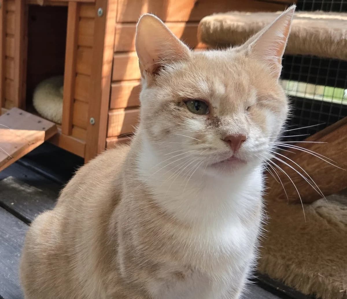 Helia & Samiya, creme rot weiß & tricolor Alter: 2-3 Jahre Verträglich mit: Artgenossen female 3yo European Shorthair for adoption at Tierschutzverein 7 Gebirge e.V. — Orscheider Hof