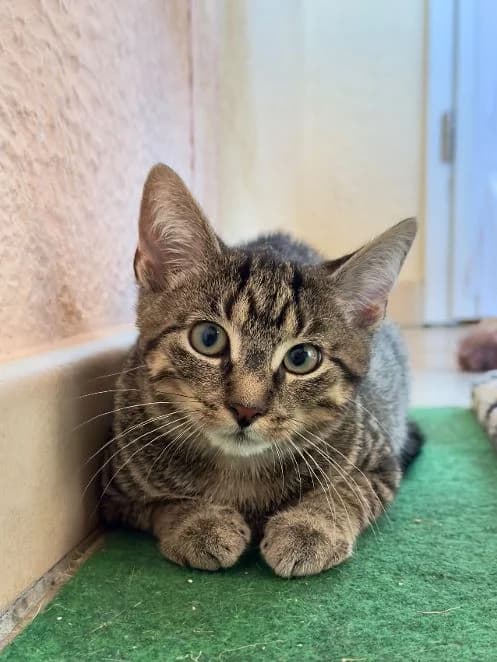 Hero und Helmi, schwarz & getigert Geboren: 09.06.2026 Verträglich mit: Artgenossen Das Bruderpärchen kam gemeinsam male puppy European Shorthair for adoption at Tierschutzverein 7 Gebirge e.V. — Orscheider Hof