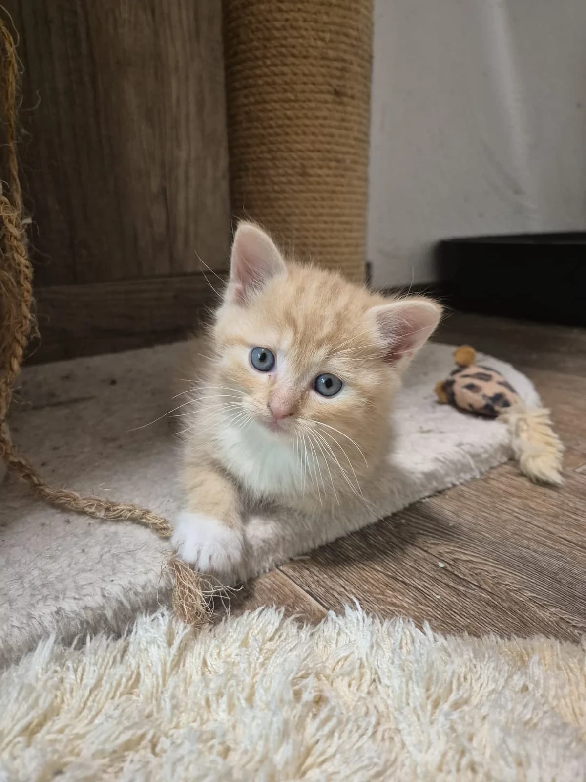 Himal & Nilay, weiß schwarz & rot weiß Geboren: 11.04.2026 Verträglich mit: Artgenossen Himal (weiß schwar )und Nil male puppy British Shorthair for adoption at Tierschutzverein 7 Gebirge e.V. — Orscheider Hof