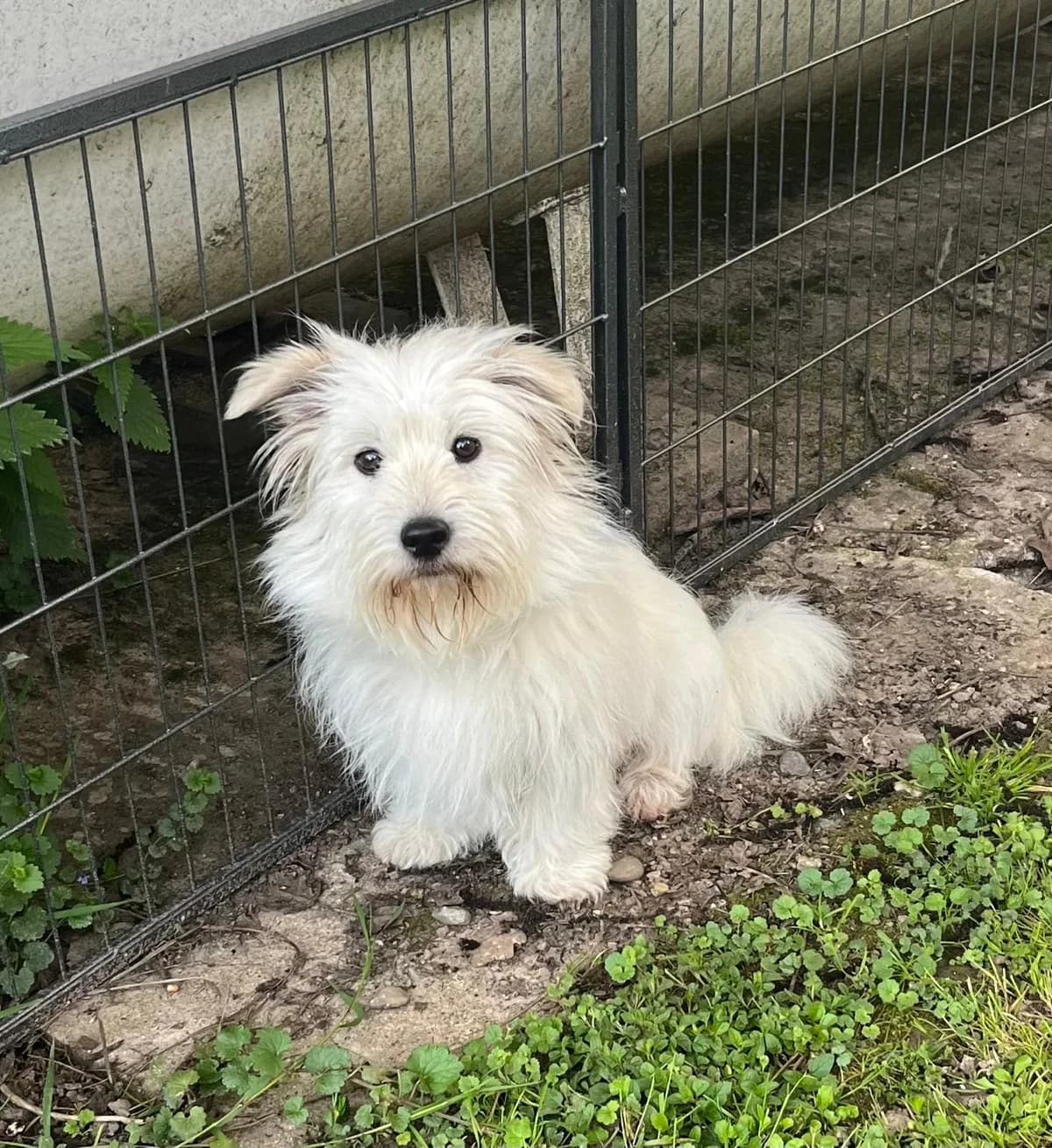 Joshi, weiß Abgabegrund: Übernahme von rumänischen Tierheim verträglich mit: Hunden Beschreibung: Joshi kam male 3yo Mixed Breed for adoption at Tierschutzverein 7 Gebirge e.V. — Orscheider Hof