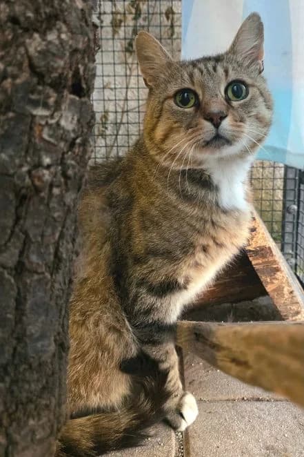 Kasimir, getigert mit weiß Alter: 3 Jahre Verträglich mit: Artgenossen Kasimir ist ein etwa 3 Jahre alter get male senior European Shorthair for adoption at Tierschutzverein 7 Gebirge e.V. — Orscheider Hof