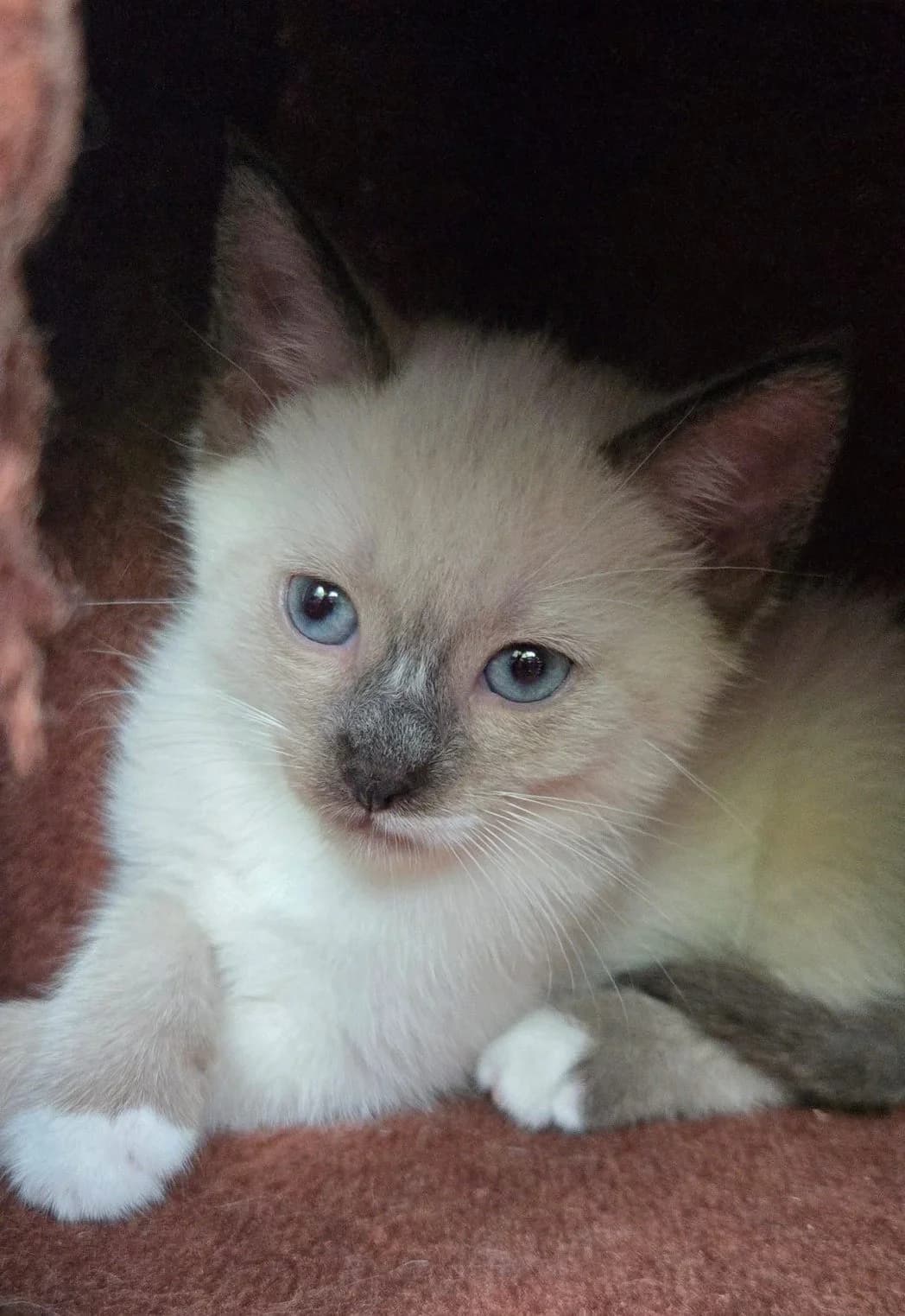 Kiko & Hümmelchen, blue point Geboren: 10.07.2026 Verträglich mit: Artgenossen Kiko und Hümmelchen wurden in ihrer Pfle male puppy European Shorthair for adoption at Tierschutzverein 7 Gebirge e.V. — Orscheider Hof