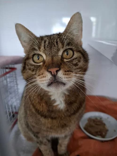 Kuba, getigert Alter: 10 Jahre Verträglich mit: Artgenossen Der etwa 10 Jahre alte Kuba kam als Fundkater male senior European Shorthair for adoption at Tierschutzverein 7 Gebirge e.V. — Orscheider Hof