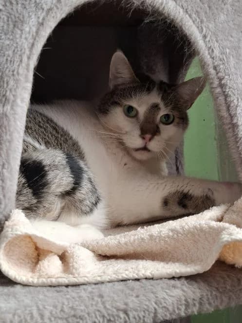 Linus, getigert weiß Alter: 7 Jahre Verträglich mit: Artgenossen Der 7 Jahre alte Linus ist dem Tierschutz male senior European Shorthair for adoption at Tierschutzverein 7 Gebirge e.V. — Orscheider Hof