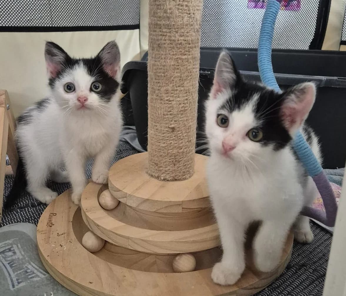 Liora & Zelia, weiß mit schwarzen Patten Alter: 10.08.2026 Verträglich mit: Artgenossen female puppy European Shorthair for adoption at Tierschutzverein 7 Gebirge e.V. — Orscheider Hof