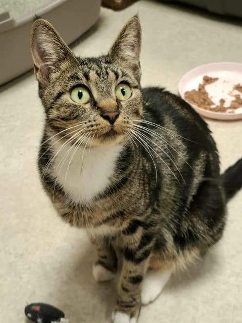 Livia, getigert mit weiß Alter: 3 Jahre Verträglich mit: Artgenossen Livia ist eine etwa 3 Jahre alte Katze female senior European Shorthair for adoption at Tierschutzverein 7 Gebirge e.V. — Orscheider Hof