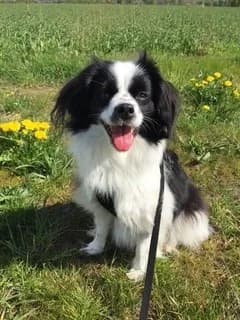 Louisa, female senior Cavalier King Charles Spaniel for adoption at Tierschutzverein 7 Gebirge e.V. — Orscheider Hof