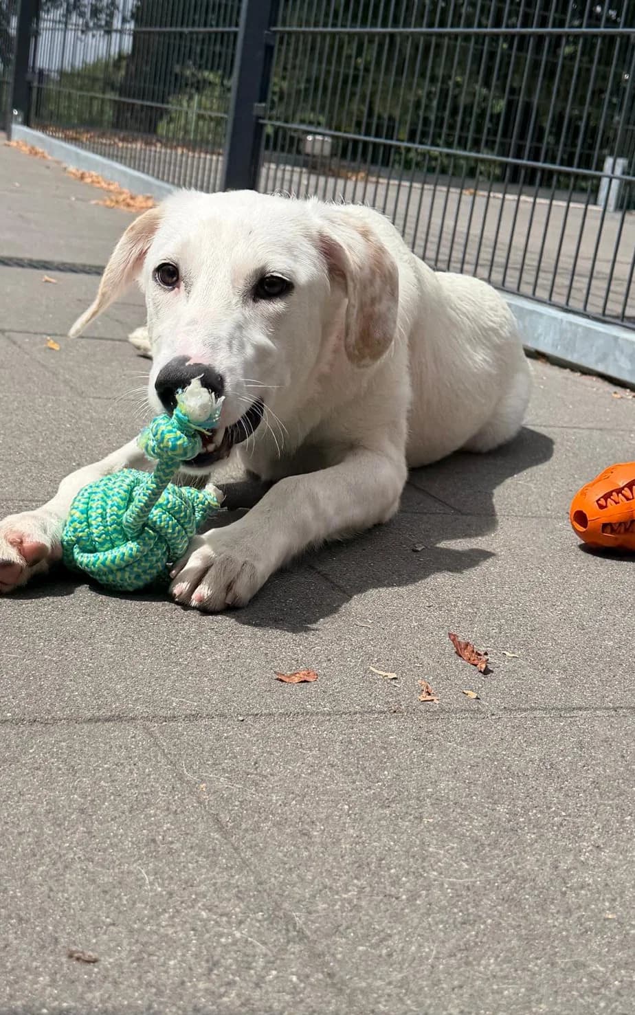 Maggie, weiß Abgabegrund: Übernahme von einem rumänischen Tierheim verträglich mit: Hunden Beschreibung: Mag female puppy mixed breed for adoption at Tierschutzverein 7 Gebirge e.V. — Orscheider Hof