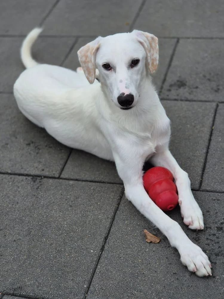 Maggie, weiß mit braunen Punkten auf den Ohren Abgabegrund: Übernahme von einem rumänischen Tierheim verträg female puppy mixed breed for adoption at Tierschutzverein 7 Gebirge e.V. — Orscheider Hof