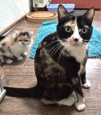 Maileen, tricolor Alter: 2-3 Jahre Verträglich mit: eher Prinzessin Maileen kam über einer Sicherstellung ein female 3yo European Shorthair for adoption at Tierschutzverein 7 Gebirge e.V. — Orscheider Hof