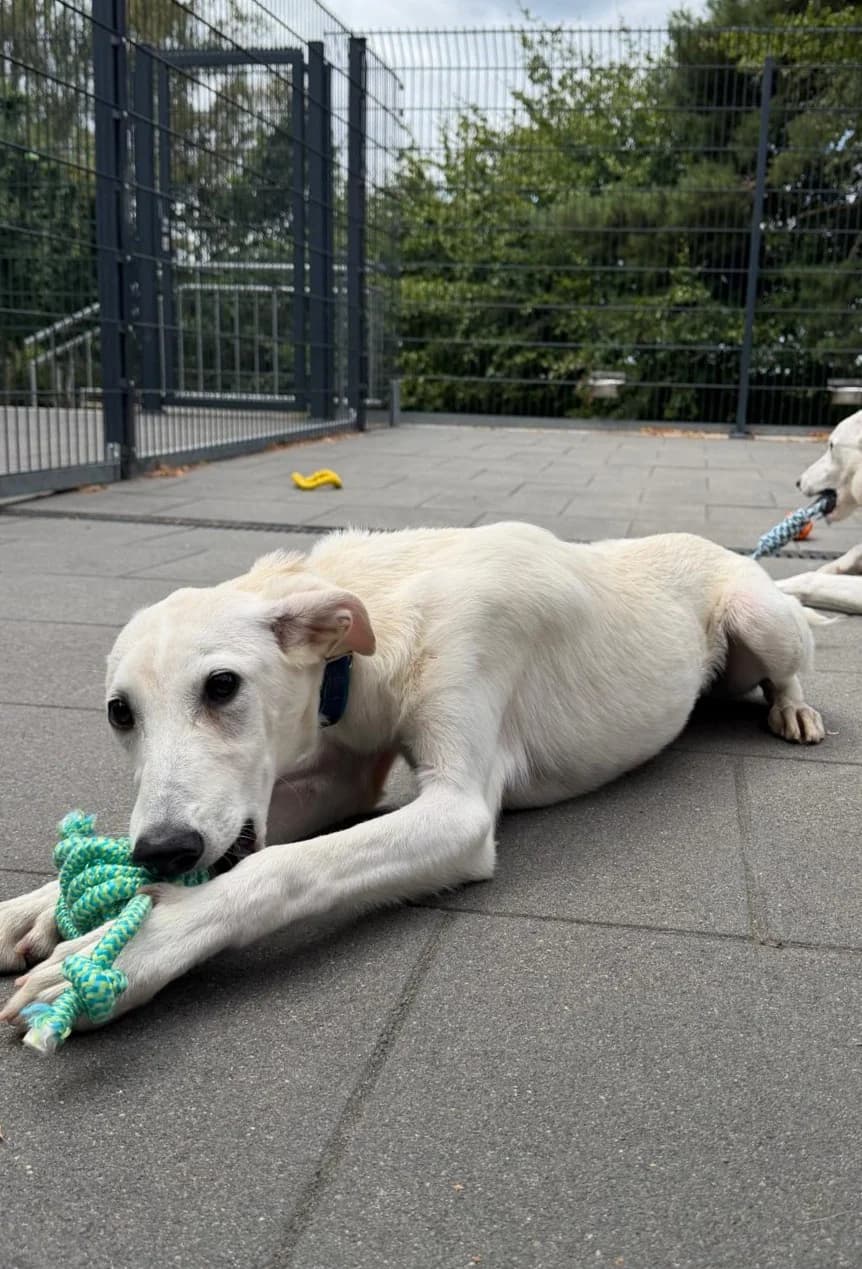Mali, weiß Abgabegrund: Übernahme von einem rumänischen Tierheim verträglich mit: Hunden Beschreibung: Mal female puppy mixed breed for adoption at Tierschutzverein 7 Gebirge e.V. — Orscheider Hof