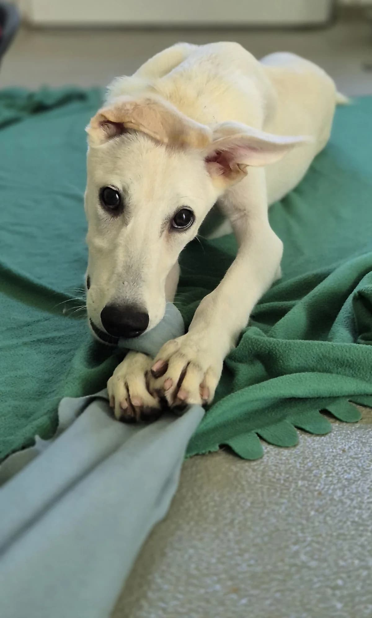 Mali, weiß Abgabegrund: Übernahme von einem rumänischen Tierheim verträglich mit: Hunden Beschreibung: Wo female puppy mixed breed for adoption at Tierschutzverein 7 Gebirge e.V. — Orscheider Hof