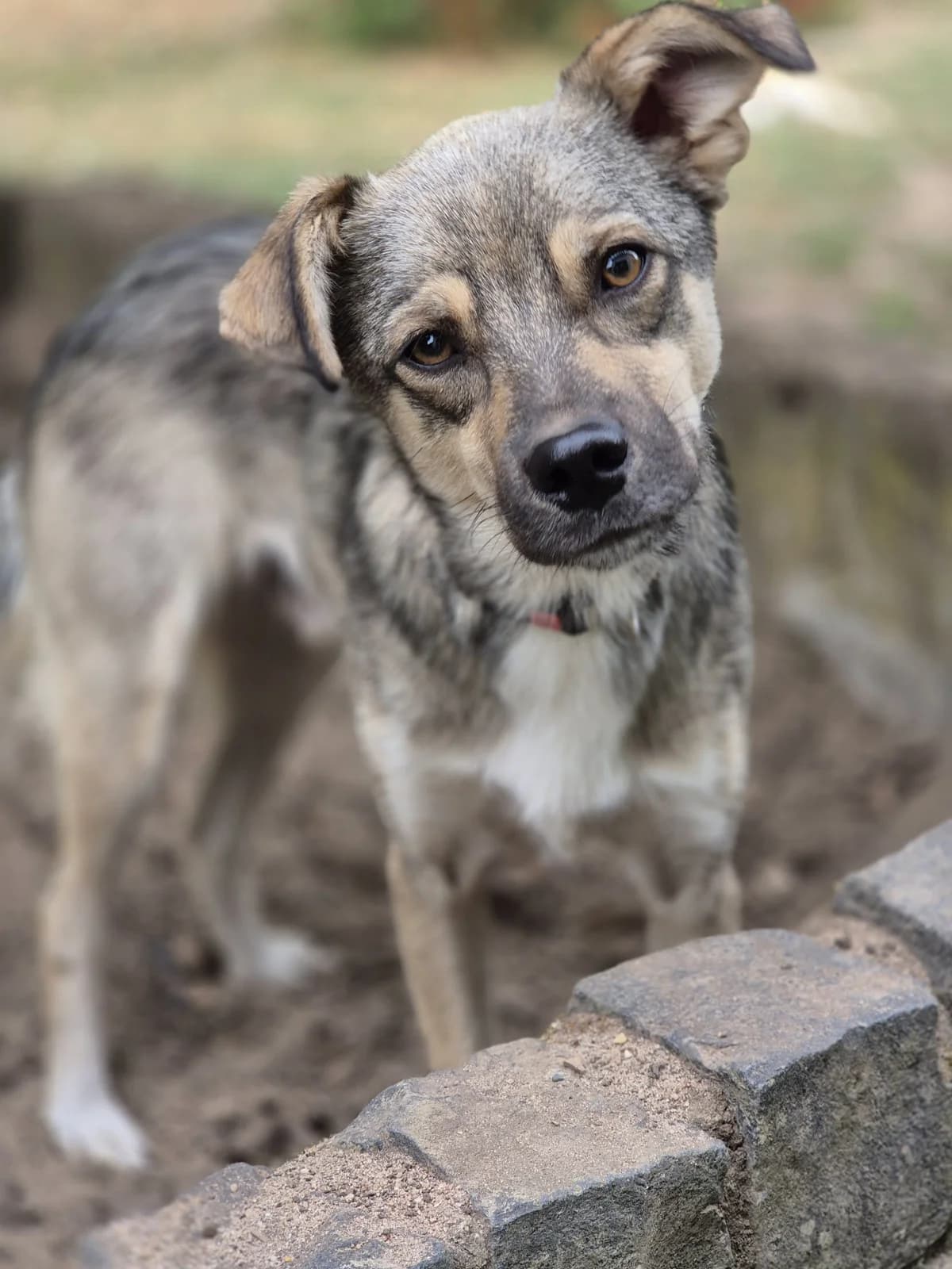 Marco, grau mit beige Abgabegrund: Übernahme von einem rumänischen Tierheim verträglich mit: Hunden Beschre male young Mixed Breed for adoption at Tierschutzverein 7 Gebirge e.V. — Orscheider Hof