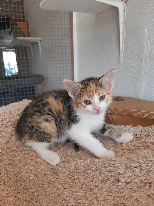 Mila & Greta, getigert und tricolor Geboren: 05.05.26 & 01.05.2026 Verträglich mit: Artgenossen Mila (getigert) un female senior European Shorthair for adoption at Tierschutzverein 7 Gebirge e.V. — Orscheider Hof