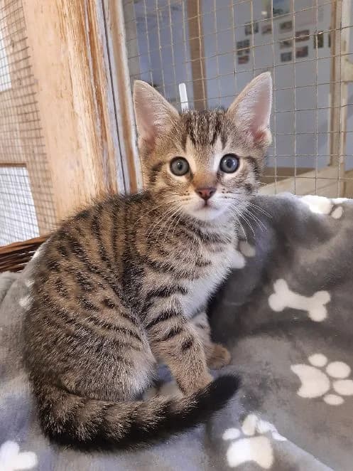 Monchi, EKH Geboren: 03.08.2026 Verträglich mit: Artgenossen Monchi ist das Einzelkind einer scheuen Mama male puppy European Shorthair for adoption at Tierschutzverein 7 Gebirge e.V. — Orscheider Hof