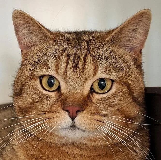 Nobbi, braun Alter: 3 Jahre Verträglich mit: Artgenossen Obwohl ein Rassetier ist Nobbi als unkastrierter F male 3yo British Shorthair for adoption at Tierschutzverein 7 Gebirge e.V. — Orscheider Hof