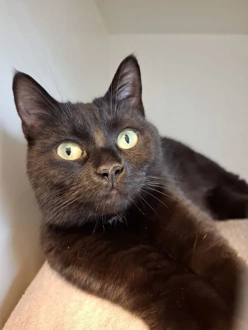 Nora, schwarz Alter: 3 Jahre Verträglich mit: Einzelkatze Nora ist eine etwa 3 Jahre alte Fundkatze female senior European Shorthair for adoption at Tierschutzverein 7 Gebirge e.V. — Orscheider Hof
