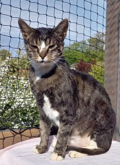 Opa Swen, getigert mit weiß Alter: 12 Jahre Verträglich mit: sucht Einzelresidenz Im Sommer 2025 konnte unser male senior European Shorthair for adoption at Tierschutzverein 7 Gebirge e.V. — Orscheider Hof