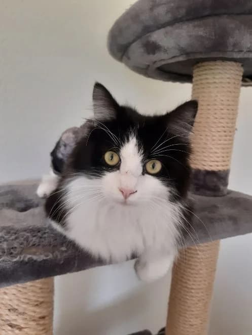Oreo, schwarz weiß Alter: 1 Jahr Verträglich mit: Einzelprinz Der junge Oreo kam als unkastrierter Fundkat male young mixed breed for adoption at Tierschutzverein 7 Gebirge e.V. — Orscheider Hof