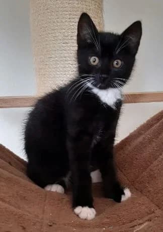 Oskar, schwarz weiß Geboren: 01.07.2026 Verträglich mit: Artgenossen Oskar wurde mit seinen Brüdern Anton u male puppy European Shorthair for adoption at Tierschutzverein 7 Gebirge e.V. — Orscheider Hof