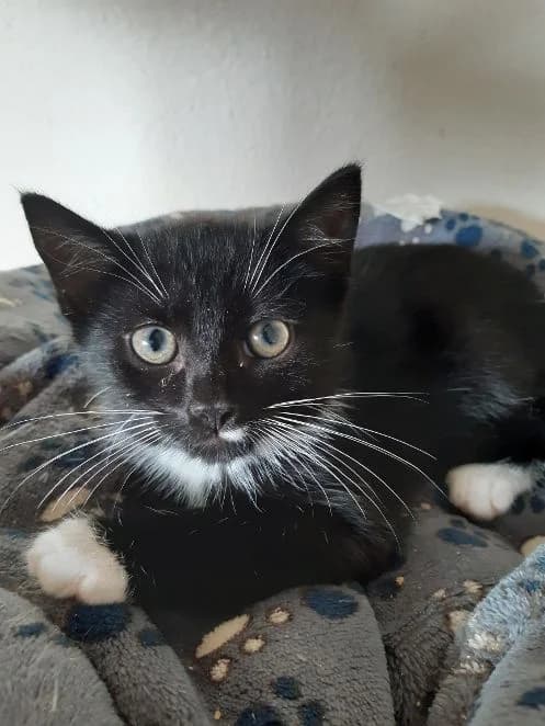 Pünktchen, schwarz weiß Geboren: 01.07.2026 Verträglich mit: Artgenossen Pünktchen wurde erst einige Tage nach male puppy European Shorthair for adoption at Tierschutzverein 7 Gebirge e.V. — Orscheider Hof