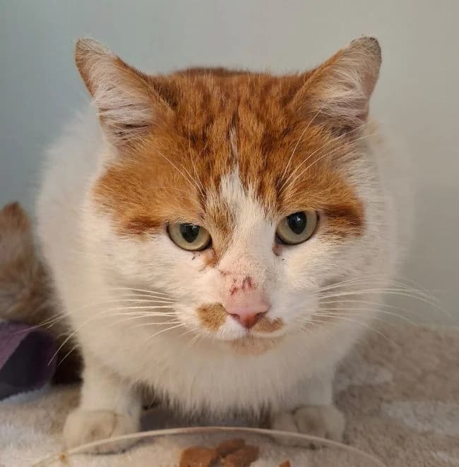 Rohan, rot weiß Alter: 2-3 Jahre Verträglich mit: freundlichen Artgenossen Der junge male 3yo European Shorthair for adoption at Tierschutzverein 7 Gebirge e.V. — Orscheider Hof