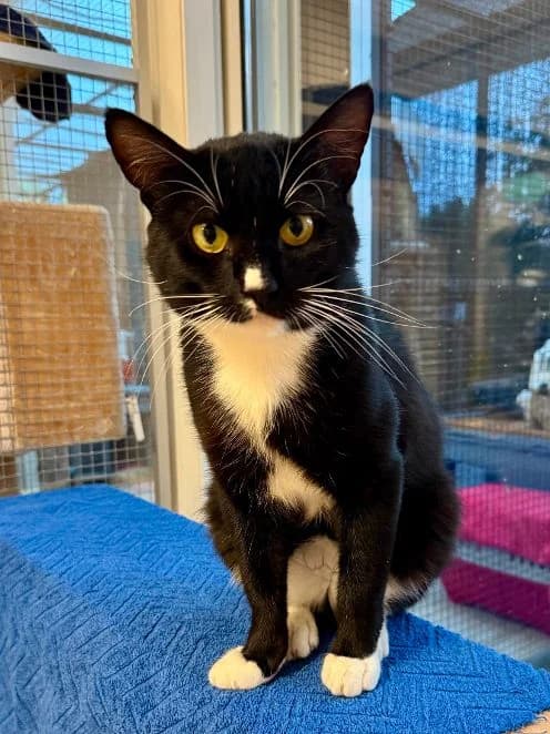 Ruben, schwarz weiß Alter: 1 Jahr Verträglich mit: Artgenossen Der einjährige Kater Ruben hat sich auf eine male young European Shorthair for adoption at Tierschutzverein 7 Gebirge e.V. — Orscheider Hof