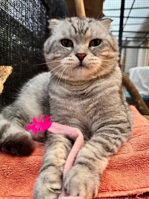 Simba, silber grau Alter: 6 Jahre Verträglich mit: Artgenossen Simba ist ein 6 Jahre alter BKH-Scottish Fol male senior British Shorthair for adoption at Tierschutzverein 7 Gebirge e.V. — Orscheider Hof