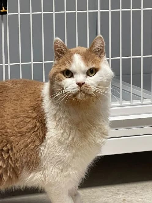 Sindbad, creme rot weiß Alter: 7 Jahre Verträglich mit: liebt es Einzelprinz zu sein Sindbad ist ein 7 Jahre male senior British Shorthair for adoption at Tierschutzverein 7 Gebirge e.V. — Orscheider Hof