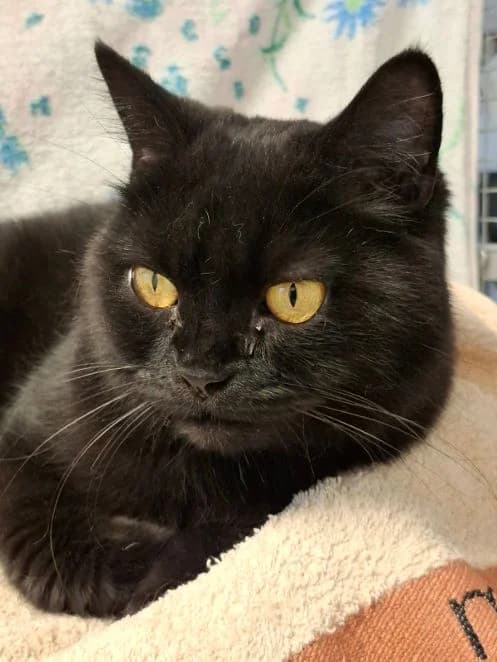 Tara, schwarz Alter: 8 Jahre Verträglich mit: am liebsten Prinzessin Tara ist eine rabenschwarze 8 Jahre a female senior British Shorthair for adoption at Tierschutzverein 7 Gebirge e.V. — Orscheider Hof