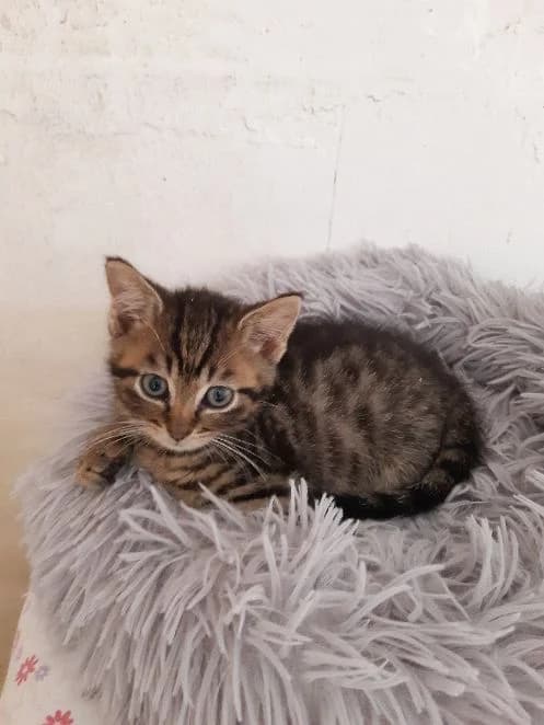 Toshi & Pit, getigert & schwarz weiß Geboren: 03.05.2026 & 25.04.2026 Verträglich mit: Artgenossen Toshi (getiger male puppy European Shorthair for adoption at Tierschutzverein 7 Gebirge e.V. — Orscheider Hof