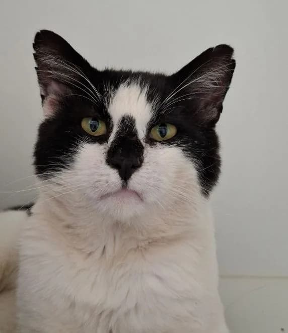 Viggo, schwarz weiß Alter: 2 Jahre Verträglich mit: Katzendamen Viggo ist ein junger Fundkater male young European Shorthair for adoption at Tierschutzverein 7 Gebirge e.V. — Orscheider Hof