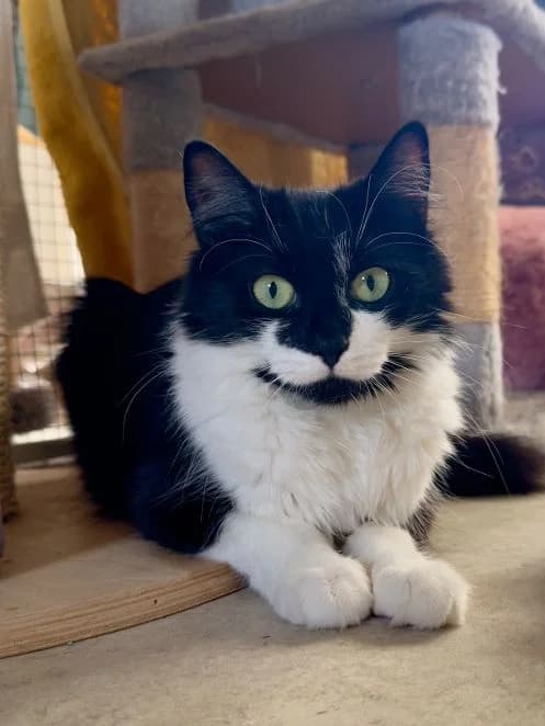 Wiebke, schwarz weiß Alter: 2 Jahre Verträglich mit: am liebsten Prinzessin Unsere Löwenmutter Wiebke ist ma female senior mixed breed for adoption at Tierschutzverein 7 Gebirge e.V. — Orscheider Hof