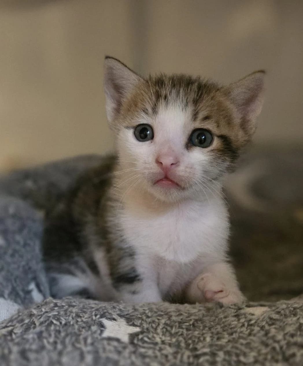 Yasir, getigert weiß Geboren: 06.06.2026 Verträglich mit: Artgenossen male puppy European Shorthair for adoption at Tierschutzverein 7 Gebirge e.V. — Orscheider Hof