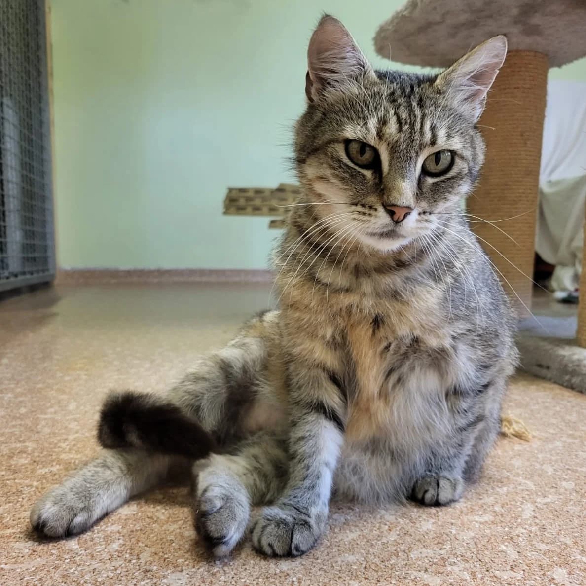 Sternchen, female Mixed Breed for adoption at Tierschutzbund Greifswald u.U. e.V., Greifswald