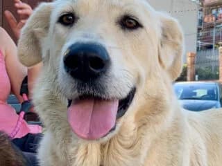 Alicia, golden female puppy Golden Retriever for adoption at Tierschutzengel Nordhorn