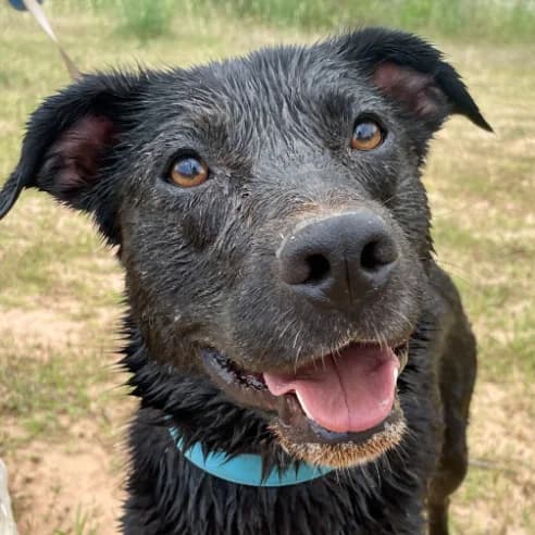 Marc, male puppy Labrador Retriever for adoption at Tierschutzengel Nordhorn