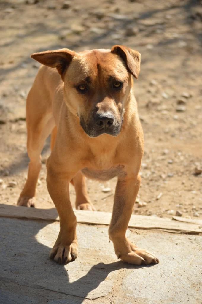 Max, male 4yo mixed breed for adoption at Tierschutzengel Nordhorn
