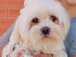 Nala, female puppy Maltese for adoption at Tierschutzengel Nordhorn