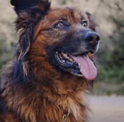 Opa Marco, male young German Shepherd for adoption at Tierschutzengel Nordhorn