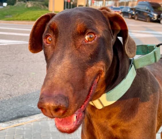 Paul, gold male puppy Doberman for adoption at Tierschutzengel Nordhorn