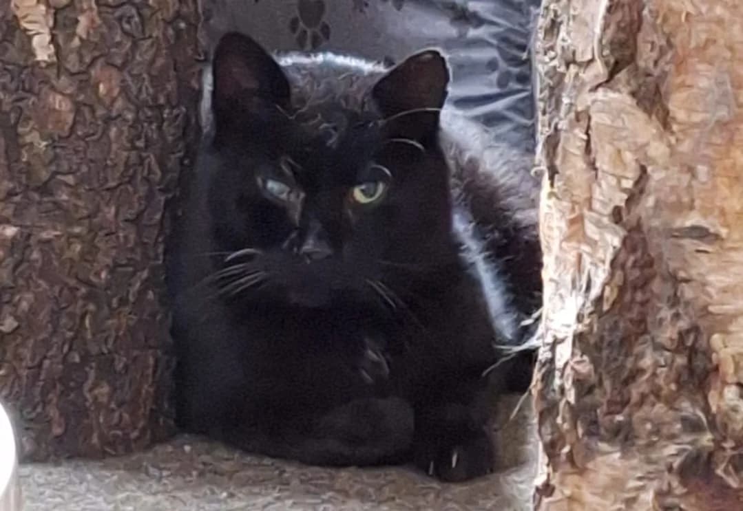Blacky, schwarz European Shorthair for adoption at Tierschutzverein Halver, Halver