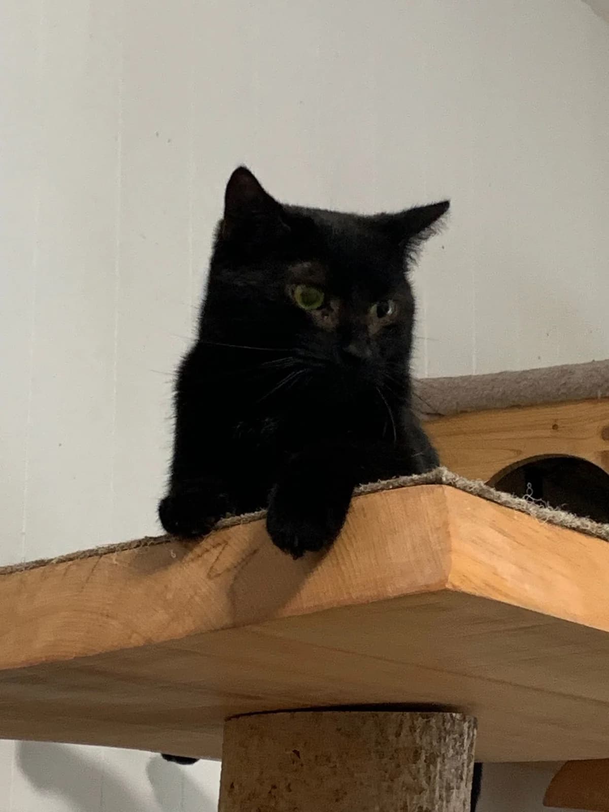 Loki, schwarz young European Shorthair for adoption at Tierschutzverein Halver, Halver