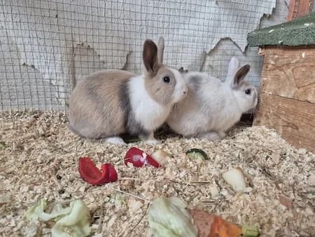 Max und Moritz, braun male young Mixed Breed for adoption at Tierschutzhof, Dickel