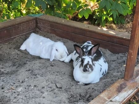 Elmo & Tinkerbell, schwarz female 5yo Mixed Breed for adoption at Tierschutzhof, Dickel