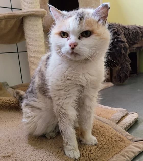Bella +, female senior European Shorthair for adoption at Tierschutzhof Ering