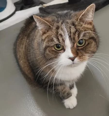 Frieda, female senior European Shorthair for adoption at Tierschutzhof Ering