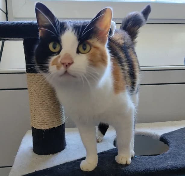Lucy, female senior European Shorthair for adoption at Tierschutzhof Ering